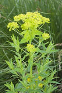 Image of Marsh Spurge