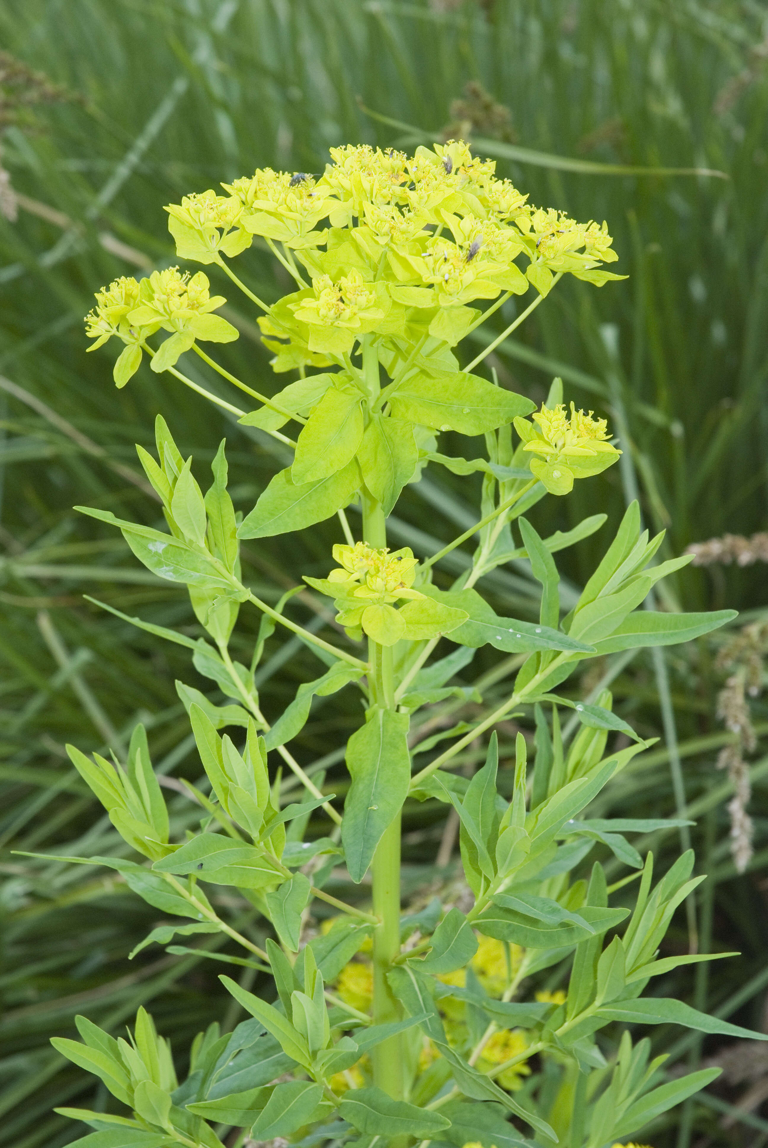 Image of Marsh Spurge