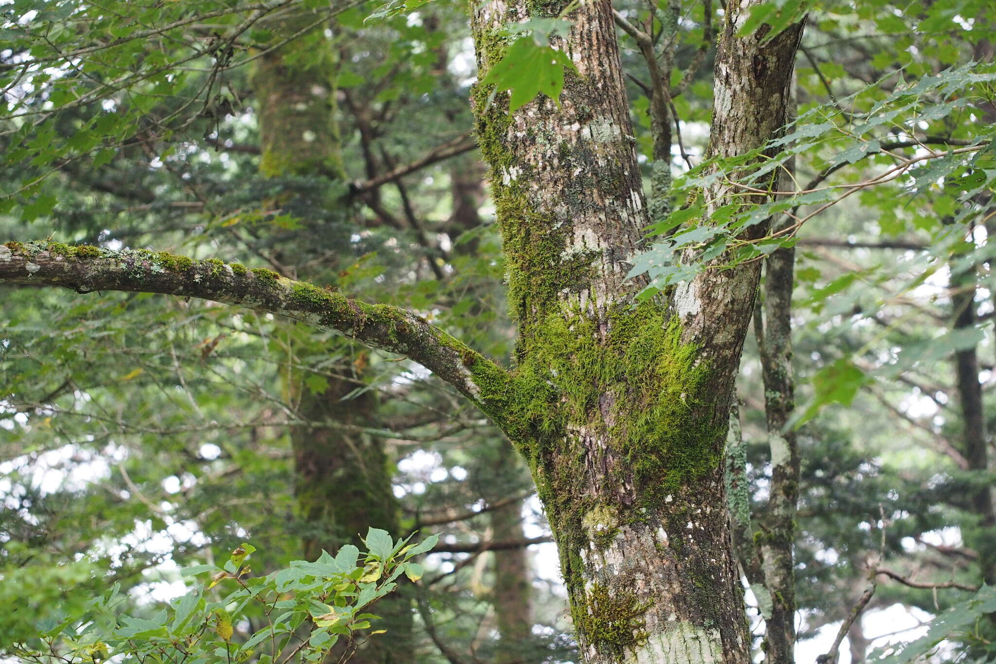 Plancia ëd Pterocarya rhoifolia Sieb. & Zucc.