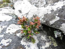 Image of Erica diosmifolia Salisb.