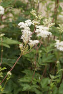 Image of Meadowsweet