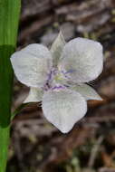 Image of Selway mariposa lily