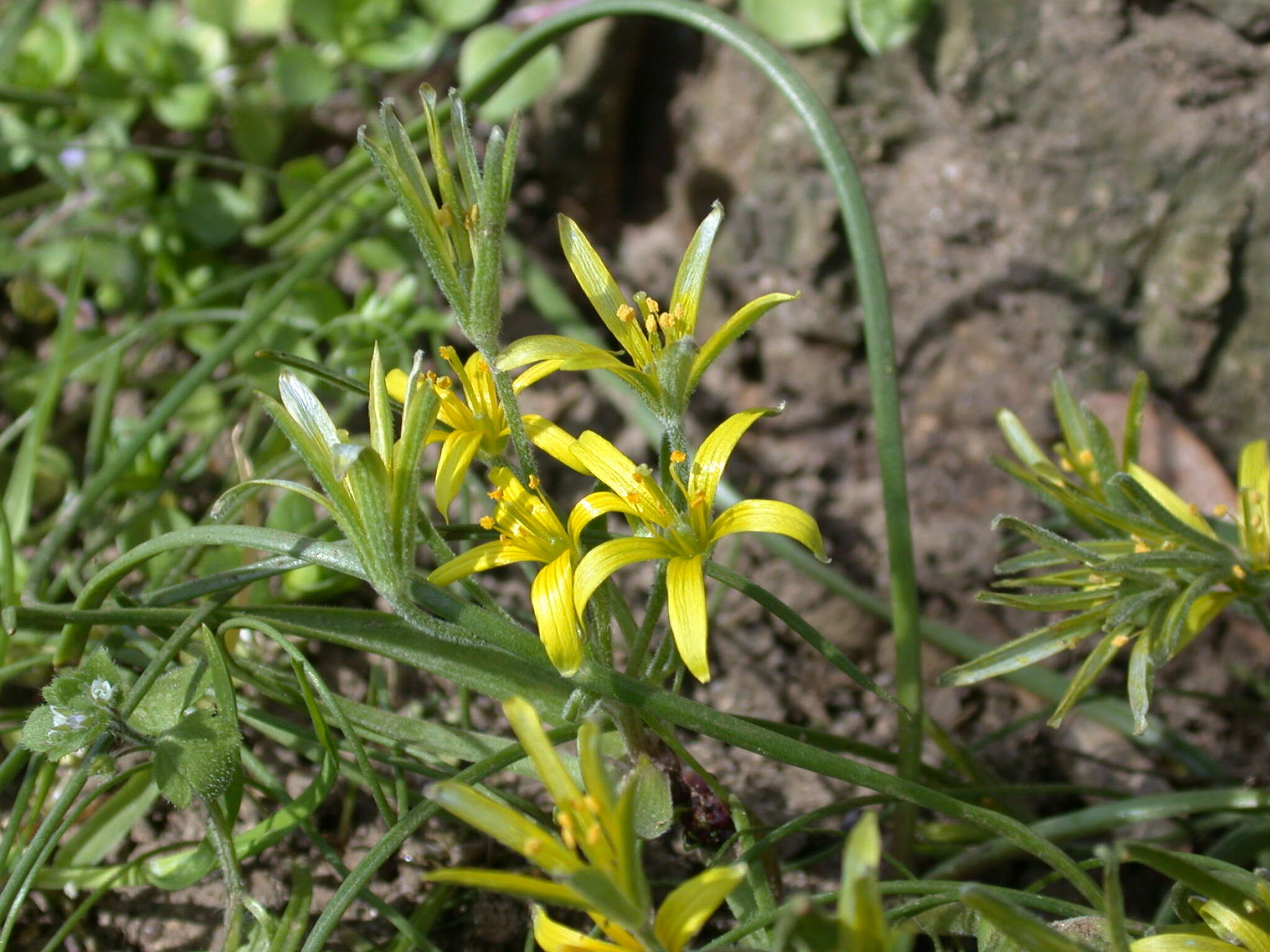 Image of field star-of-bethlehem