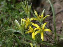 Image of field star-of-bethlehem