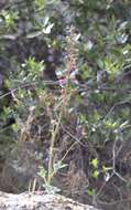 Image of Kern County larkspur