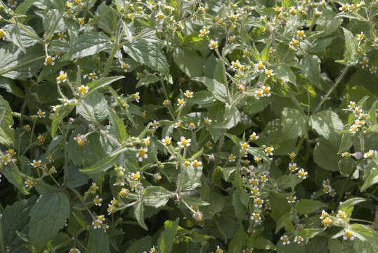 Image of Smooth peruvian daisy