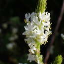 Image de Dischisma ciliatum subsp. erinoides (L. fil.) Rössl.