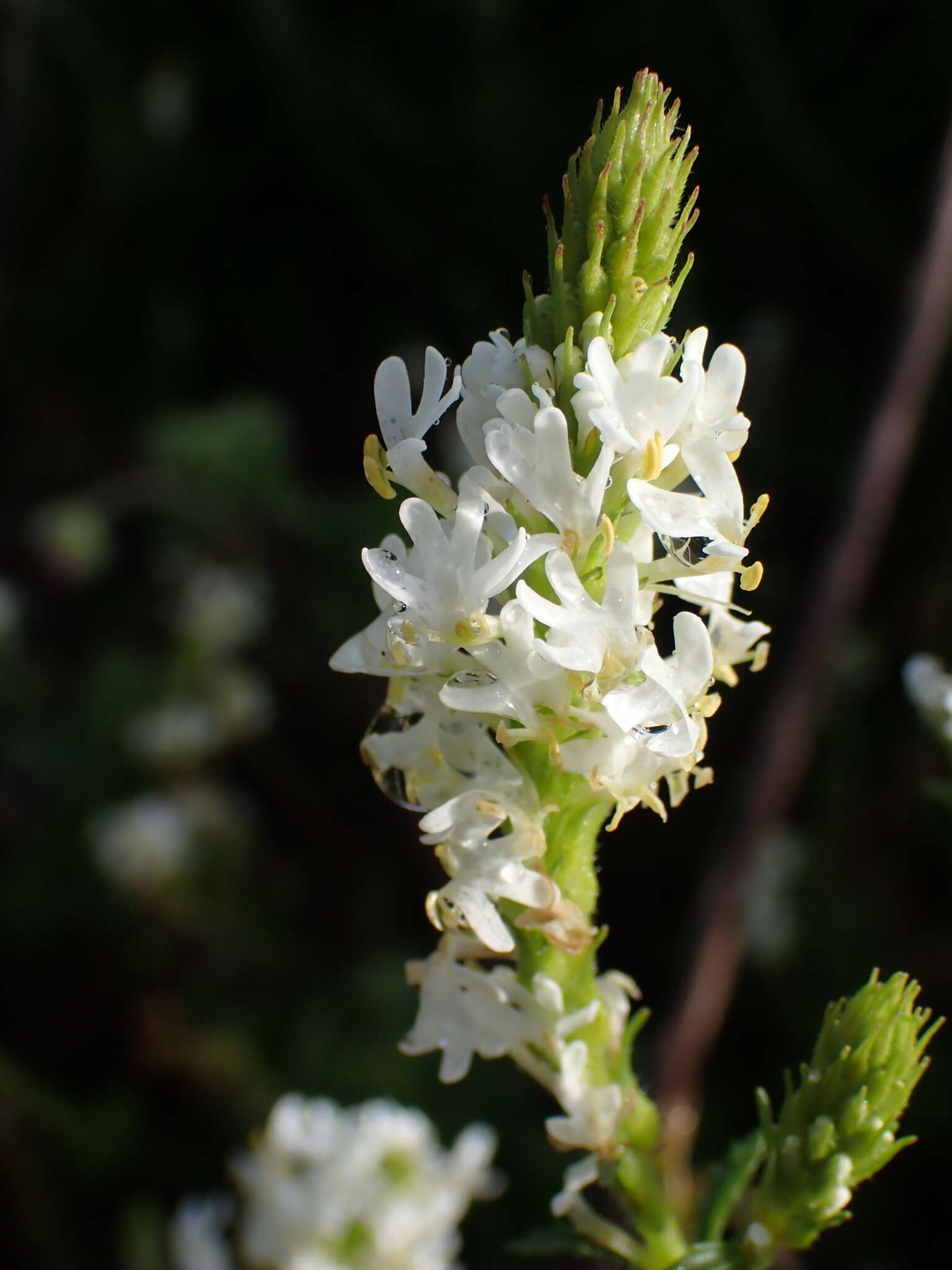 Image of Dischisma ciliatum subsp. erinoides (L. fil.) Rössl.