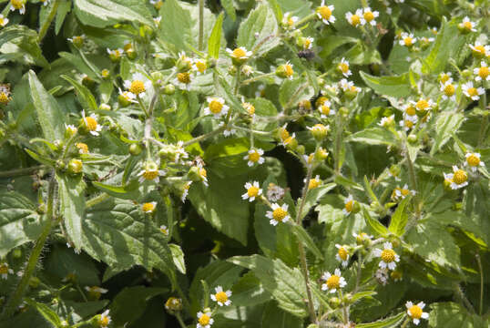 Image of Smooth peruvian daisy