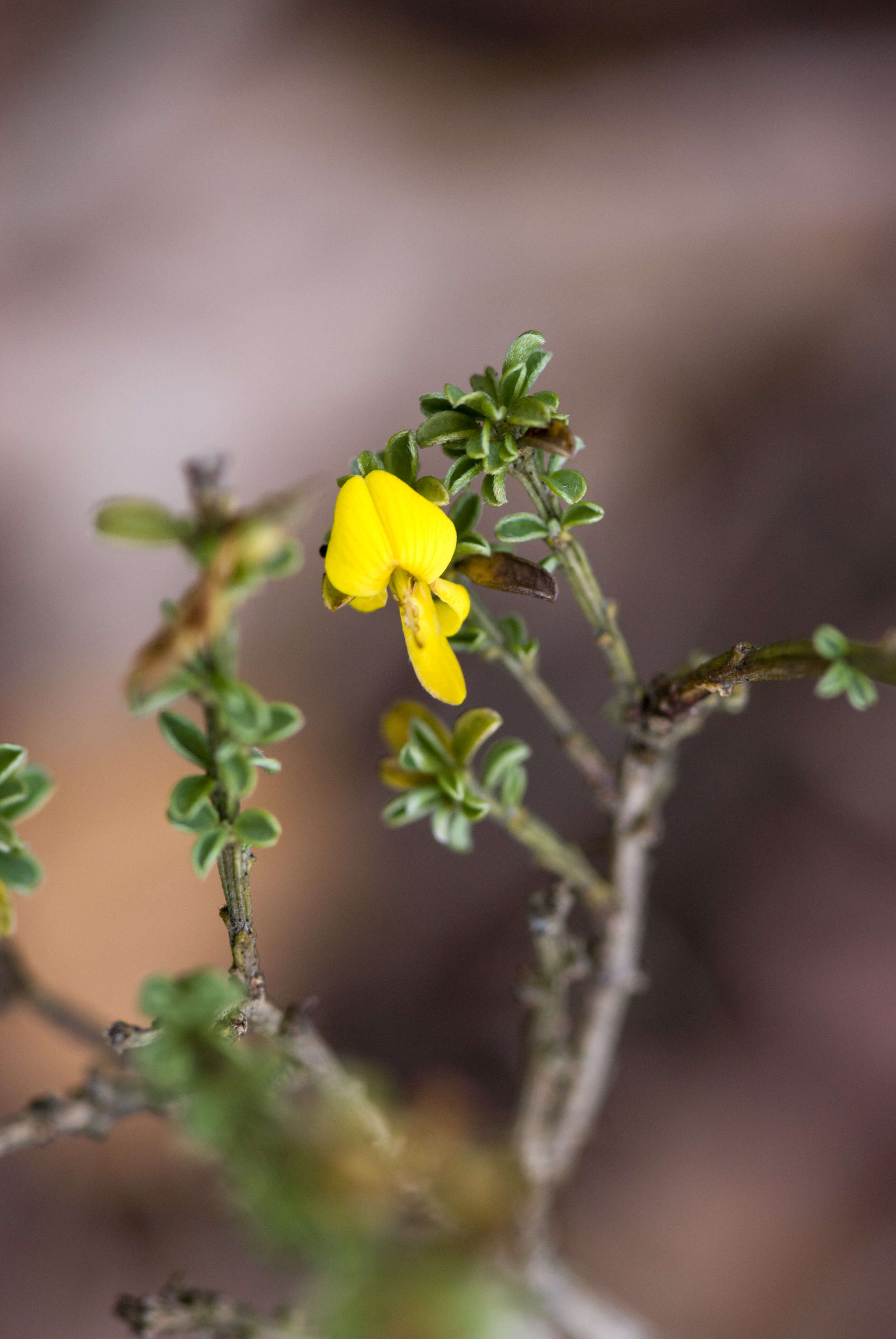 Imagem de Genista pilosa L.