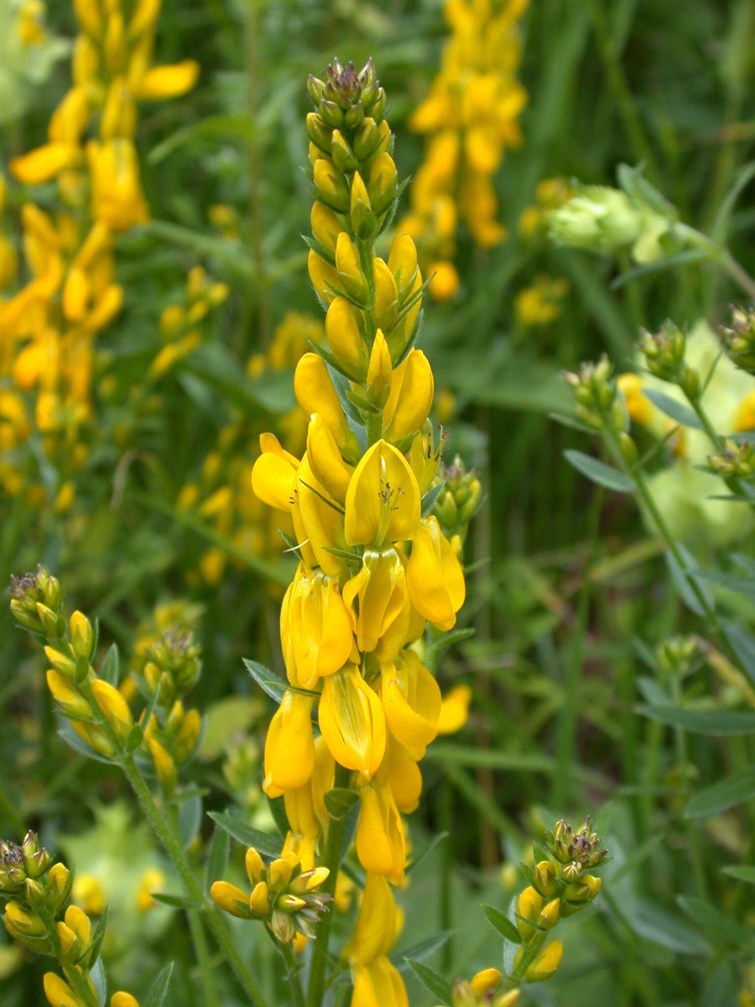 Imagem de Genista tinctoria L.