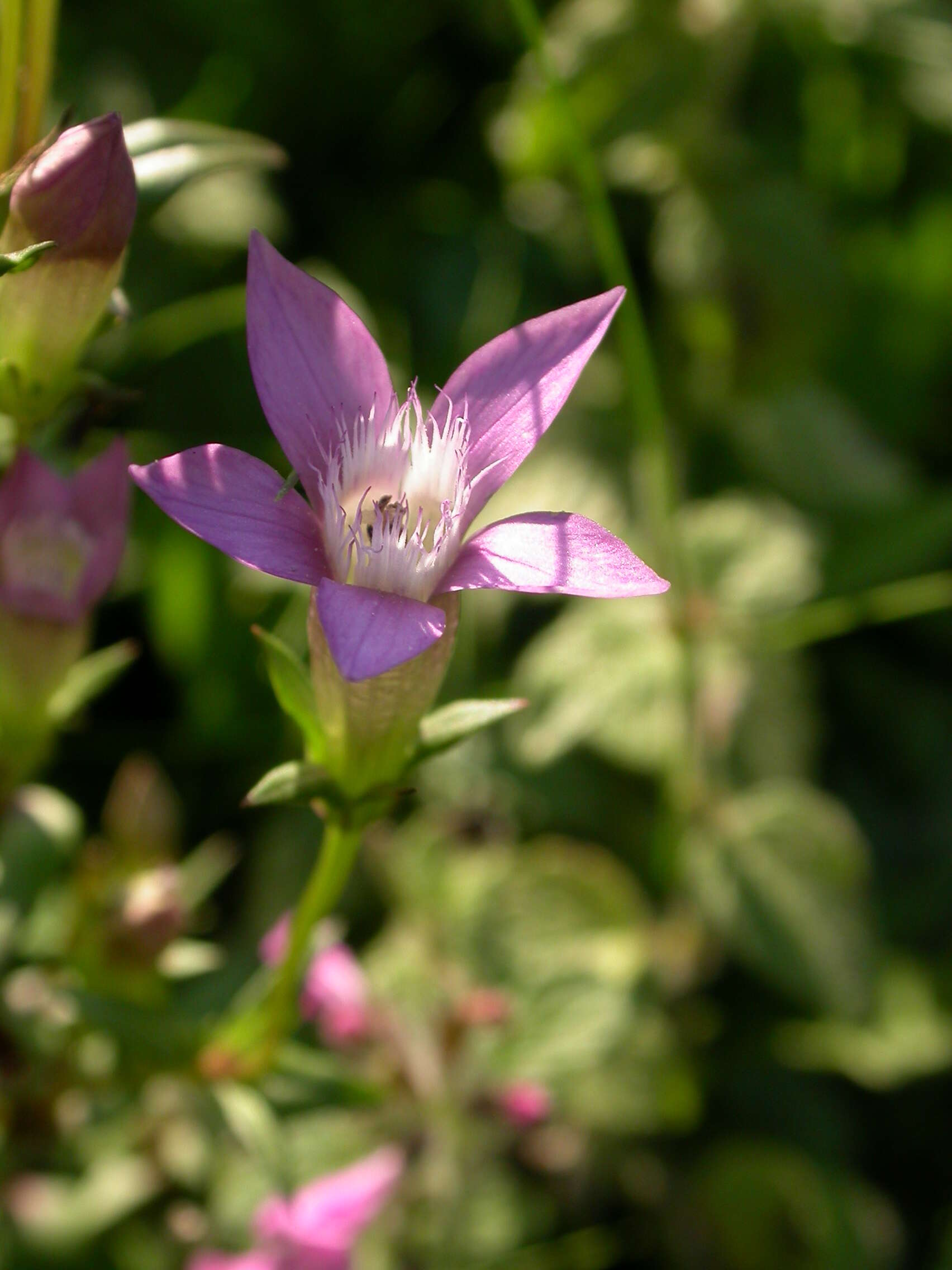 Image of chiltern gentian