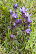 Image of chiltern gentian