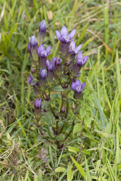 Image of chiltern gentian