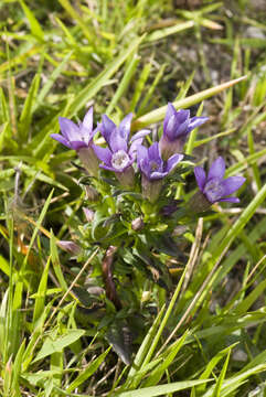 Image of chiltern gentian