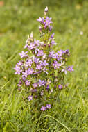 Image of chiltern gentian