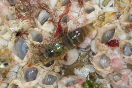 Image de crevette de Puget Sound