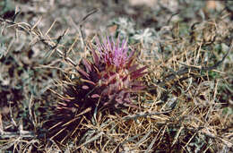 Image of cardoon