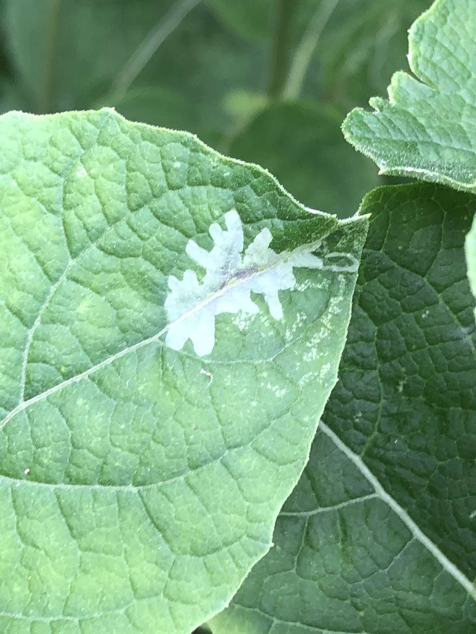 Image of Calycomyza platyptera (Thomson 1869)