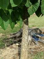 Image of sandbox tree