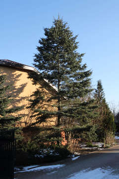 Image of white fir