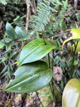 Imagem de Pleurothallis killipii Garay