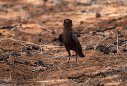 Image of Ant-eating Chat