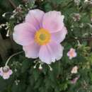 Image of Japanese Thimbleweed