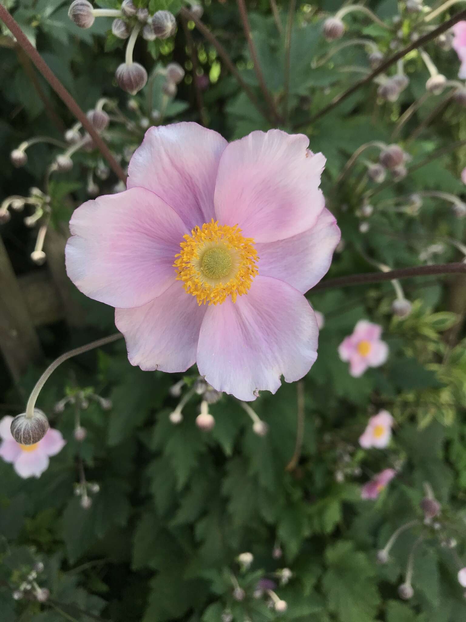 Image of Japanese Thimbleweed