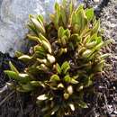 Image of Meconopsis grandis Prain