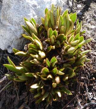 Image of Meconopsis grandis Prain