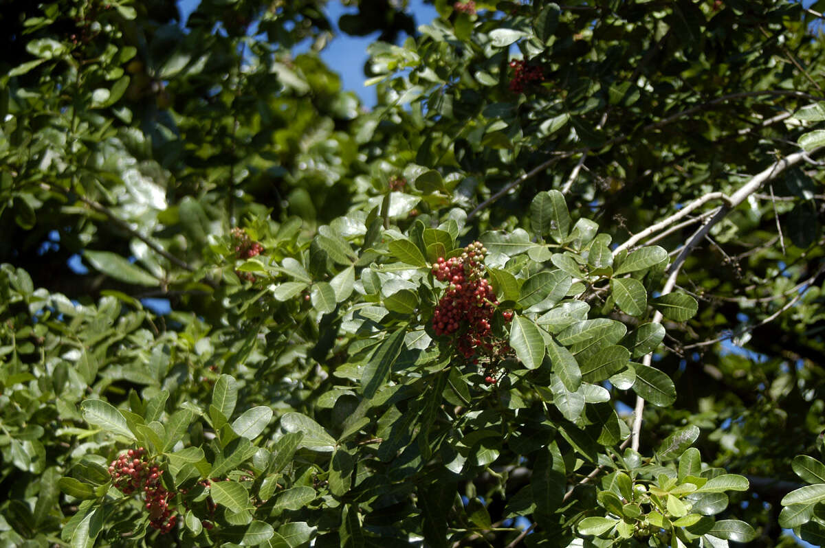 Plancia ëd Schinus terebinthifolia Raddi