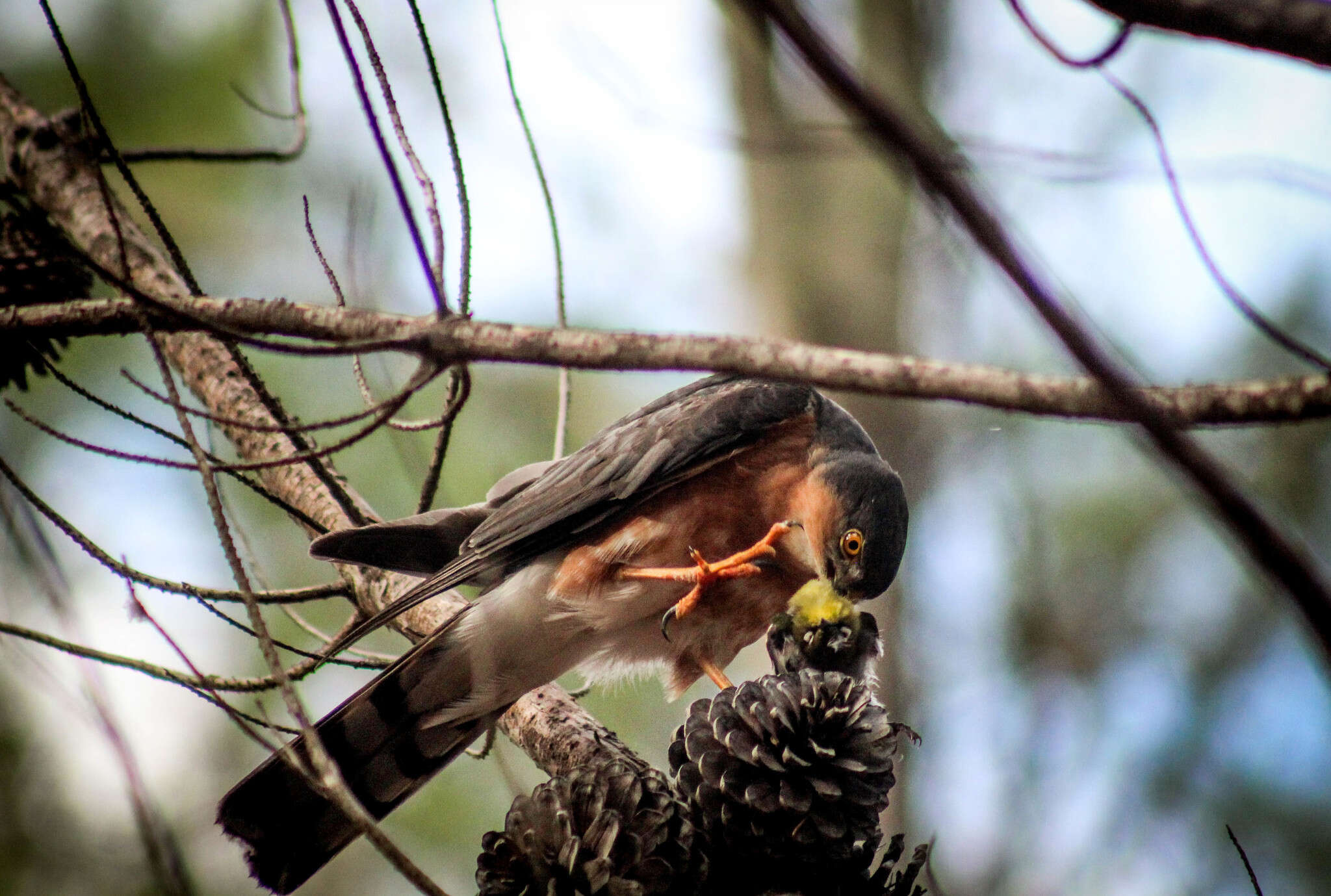 Image of Red-breasted Sparrowhawk