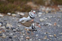 Слика од Charadrius tricollaris Vieillot 1818