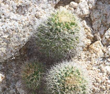 Image of Mammillaria petrophila subsp. baxteriana (H. E. Gates) D. R. Hunt