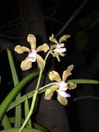 Image of Grey orchid