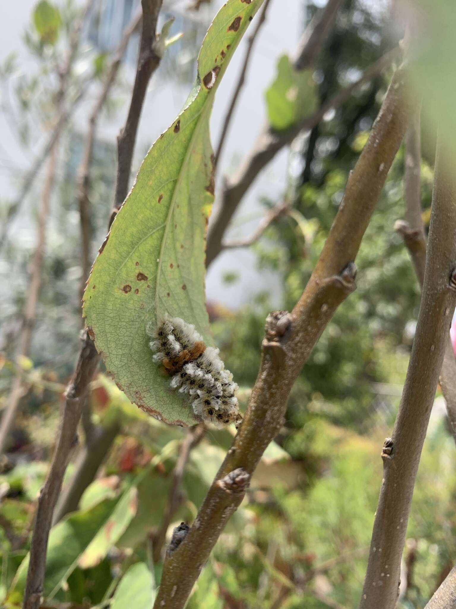 صورة Megalopyge defoliata Walker 1855