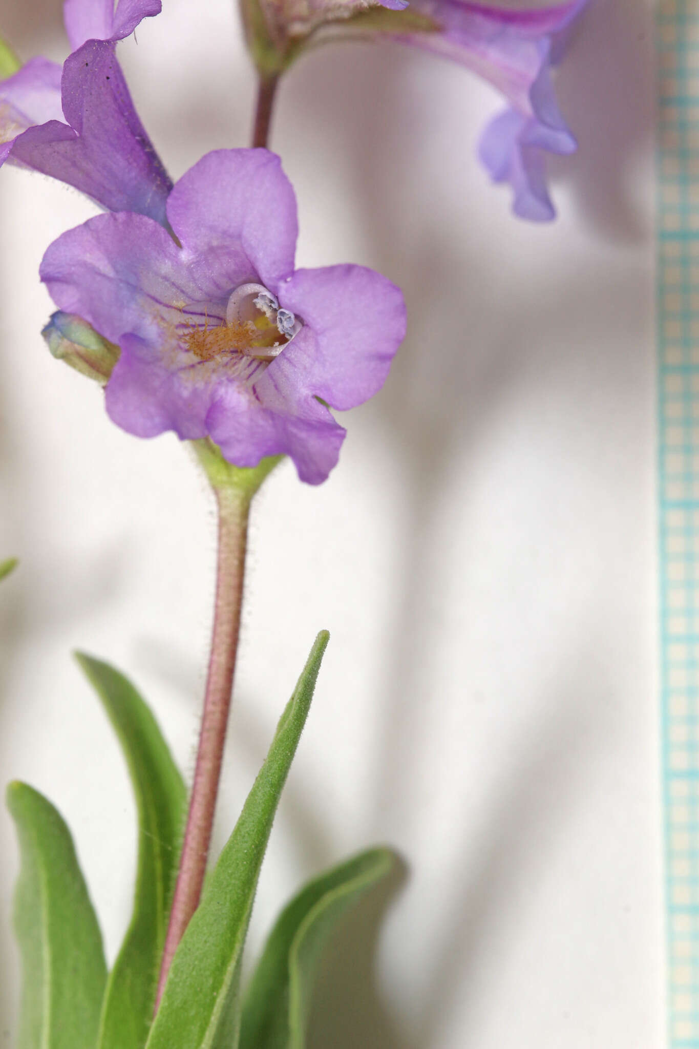 Image of Marcus' beardtongue