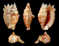 Image of Laciniate conch