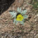 Image of longstalk springparsley