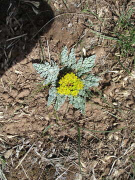 Image of longstalk springparsley