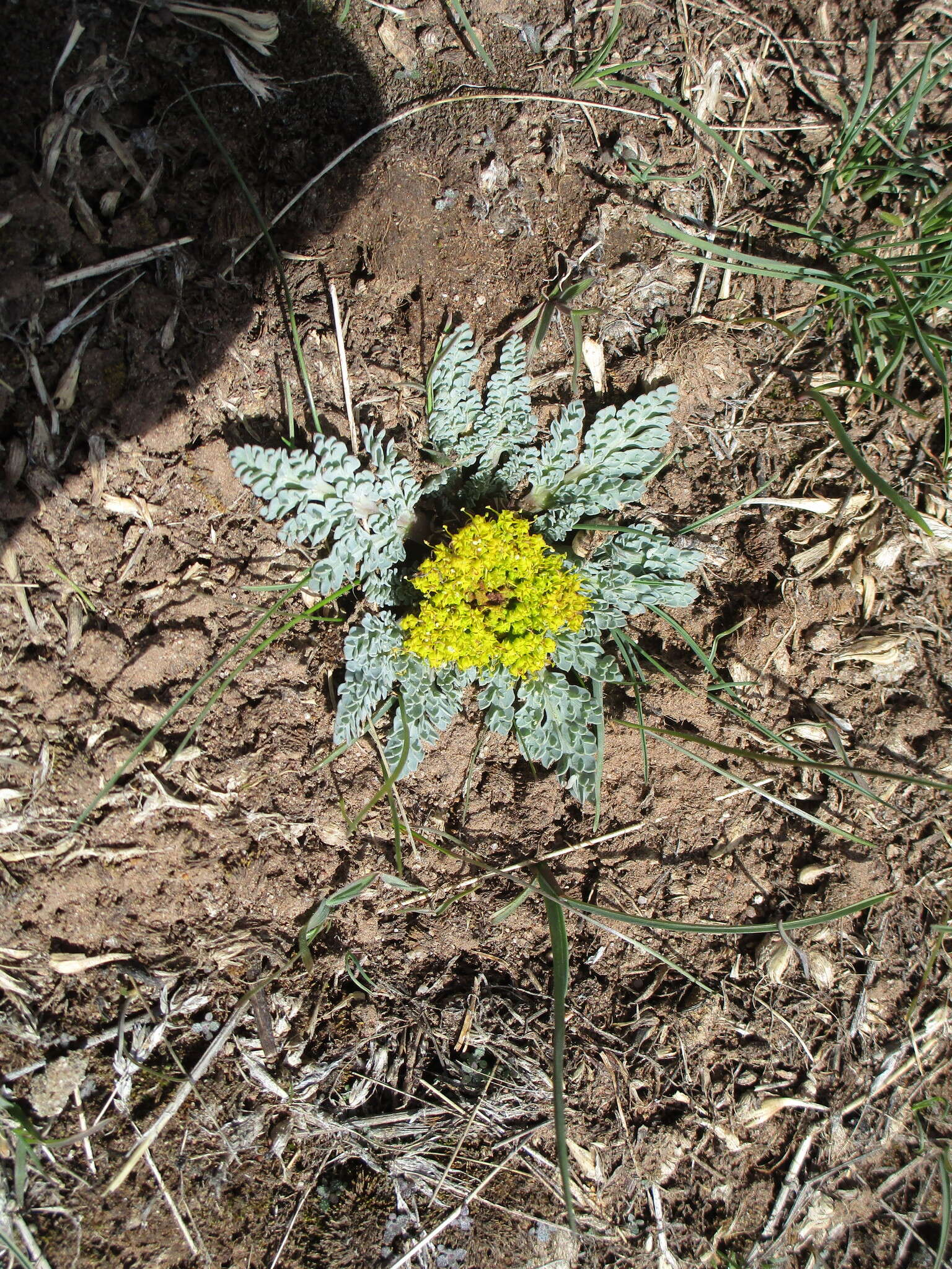 Plancia ëd Aulospermum longipes (S. Wats.) Coult. & Rose