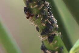 Image of Aphid