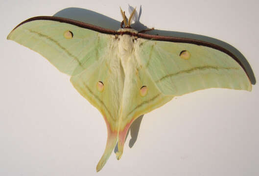 Image of Indian Luna Moth