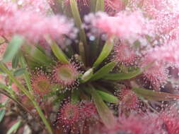 Image of Drosera dilatatopetiolaris Kondo