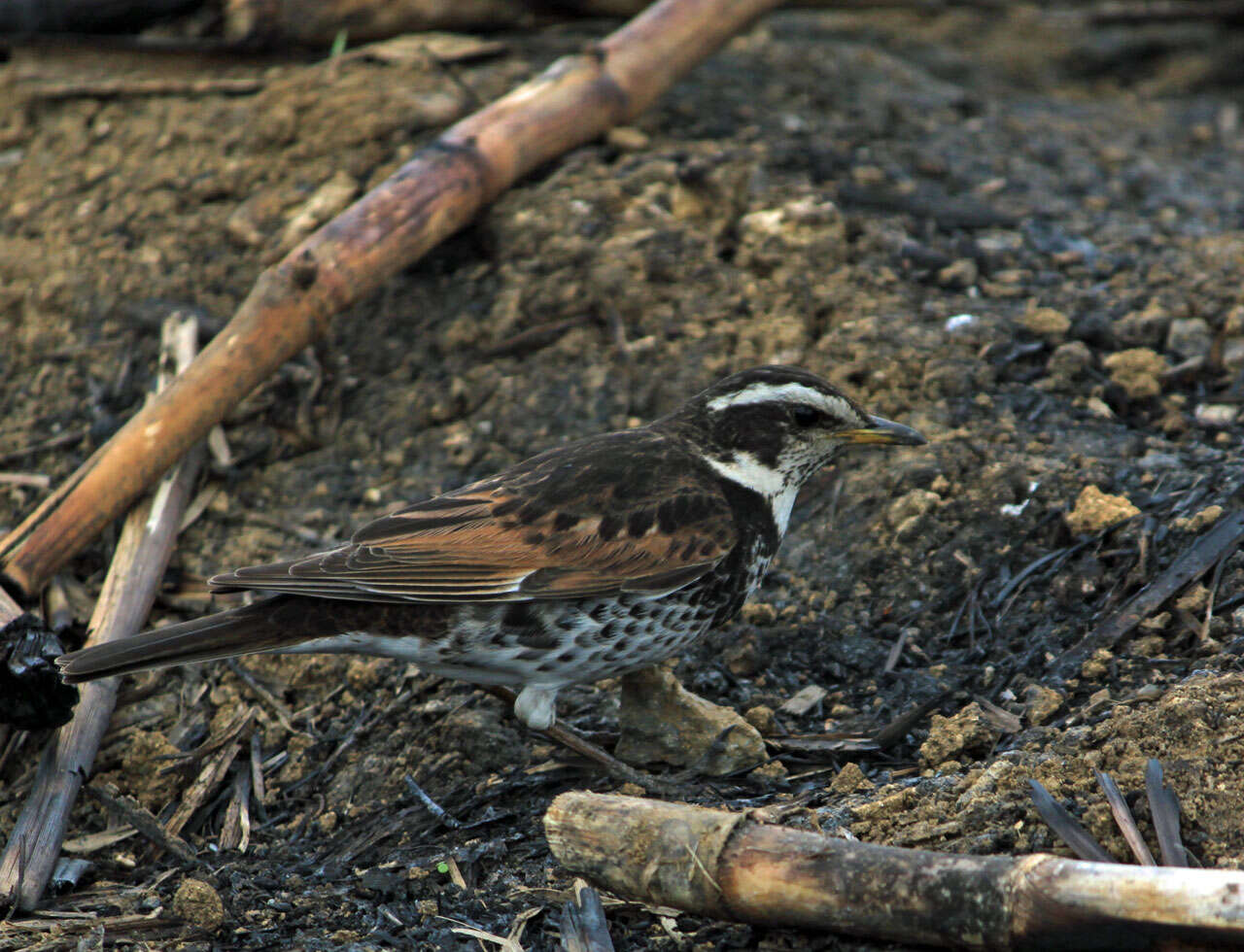 Image of Dusky Thrush