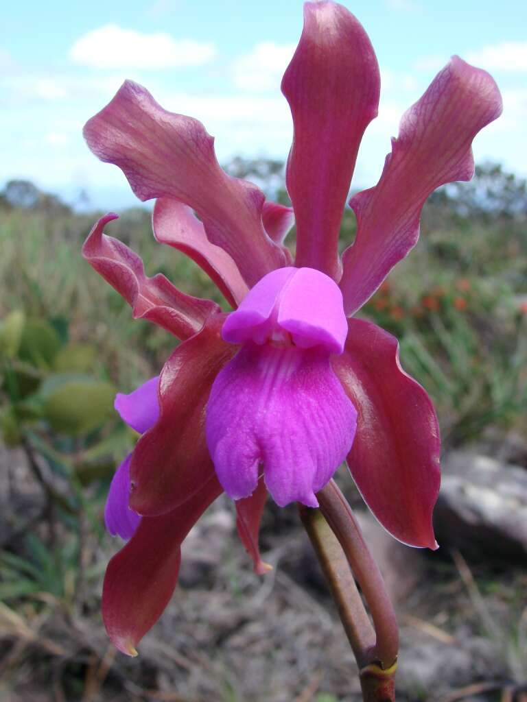 Image of Cattleya elongata Barb. Rodr.