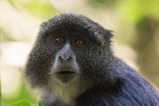 Cercopithecus mitis albogularis (Sykes 1831) resmi