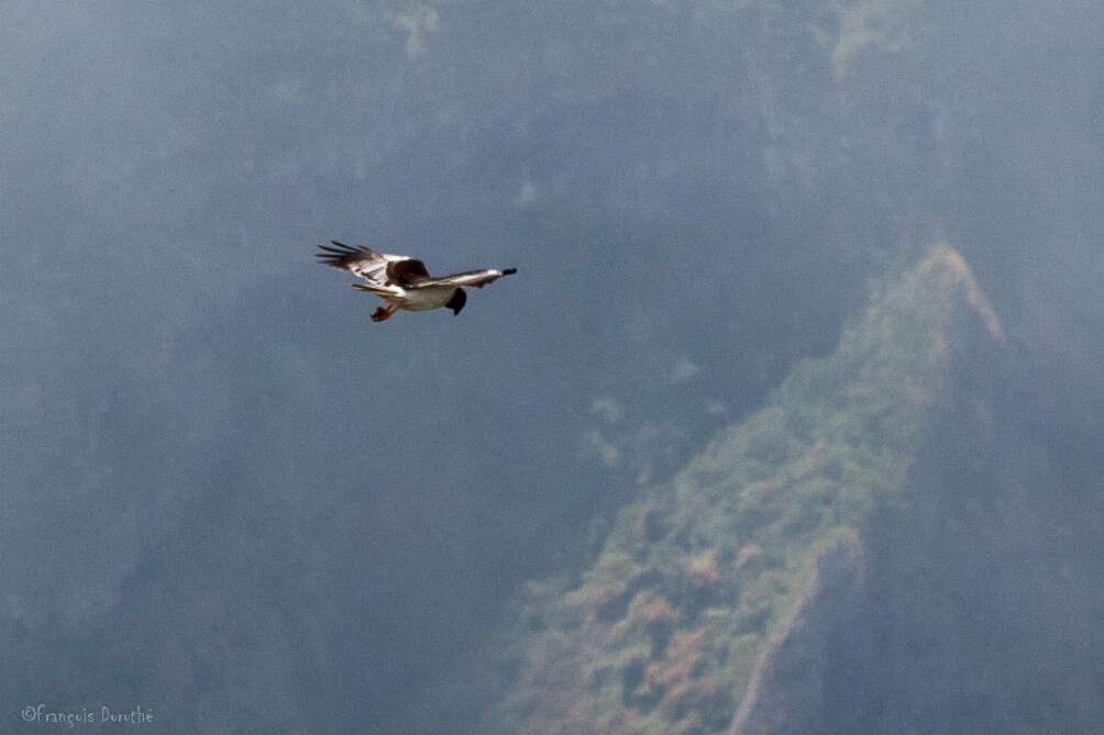 Image of Reunion Harrier