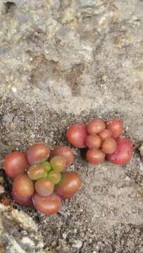 Image of Sedum rubrotinctum R. T. Clausen